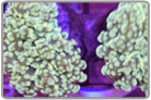 Branching Frogspawn Coral